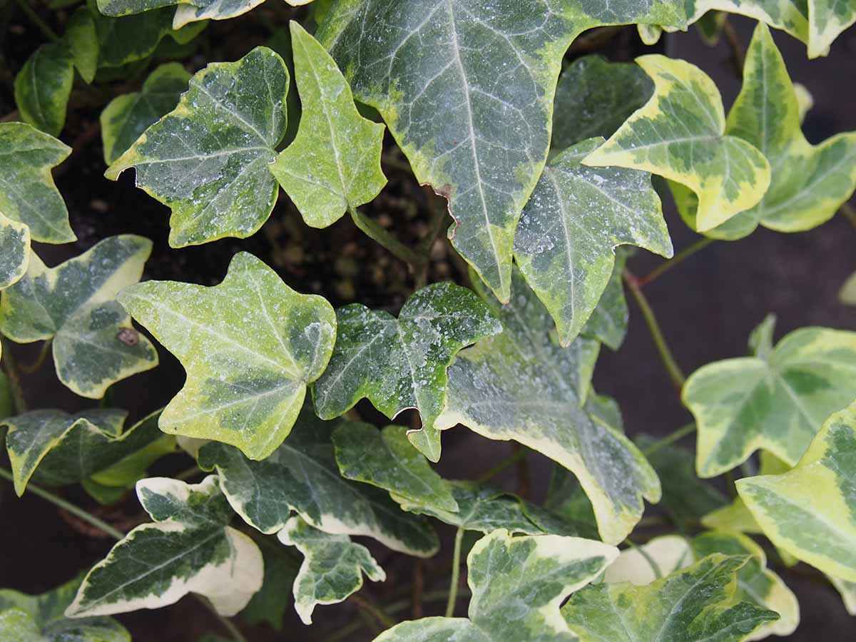 English Ivy Gold Child (Hedera helix 'Variegata') - Best trees for plant in Denver Metro Area